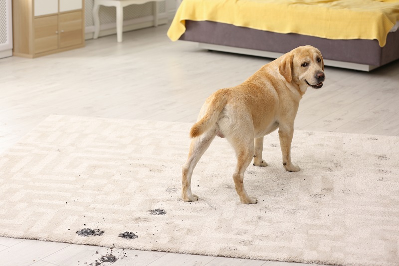 best spot cleaning machine for dog and cat messes - Cute dog leaving muddy paw prints on carpet