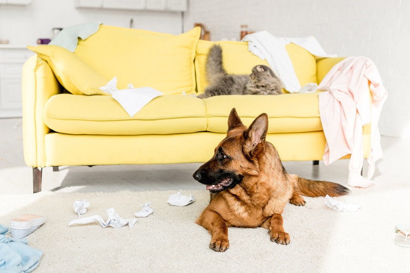 cleaning pet messes from cats and dogs