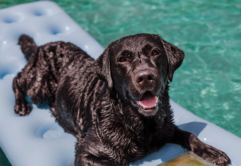 dog in pool - make sure you have a pool vacuum with a good filter