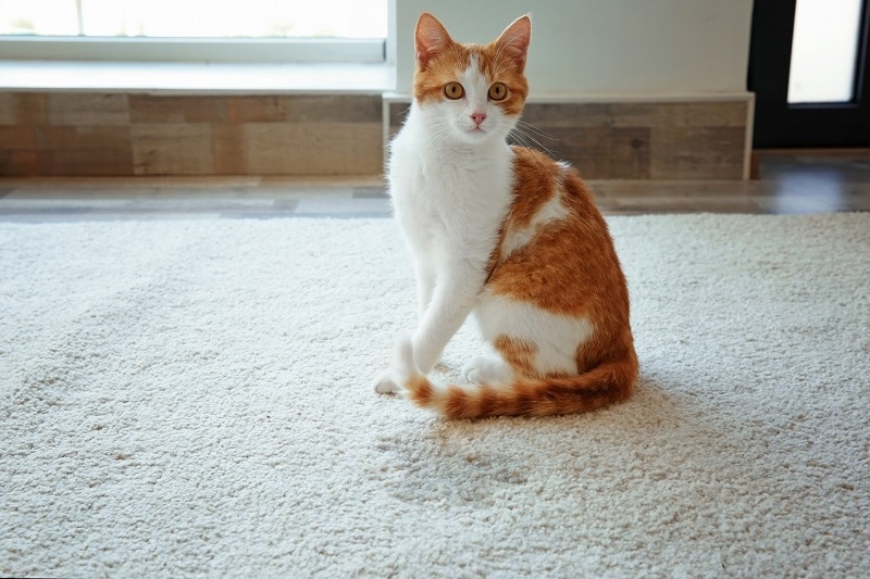 how to remove cat urine from carpet - cat sitting next to wet spot on rug